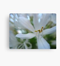 Full Blossom Canvas Print