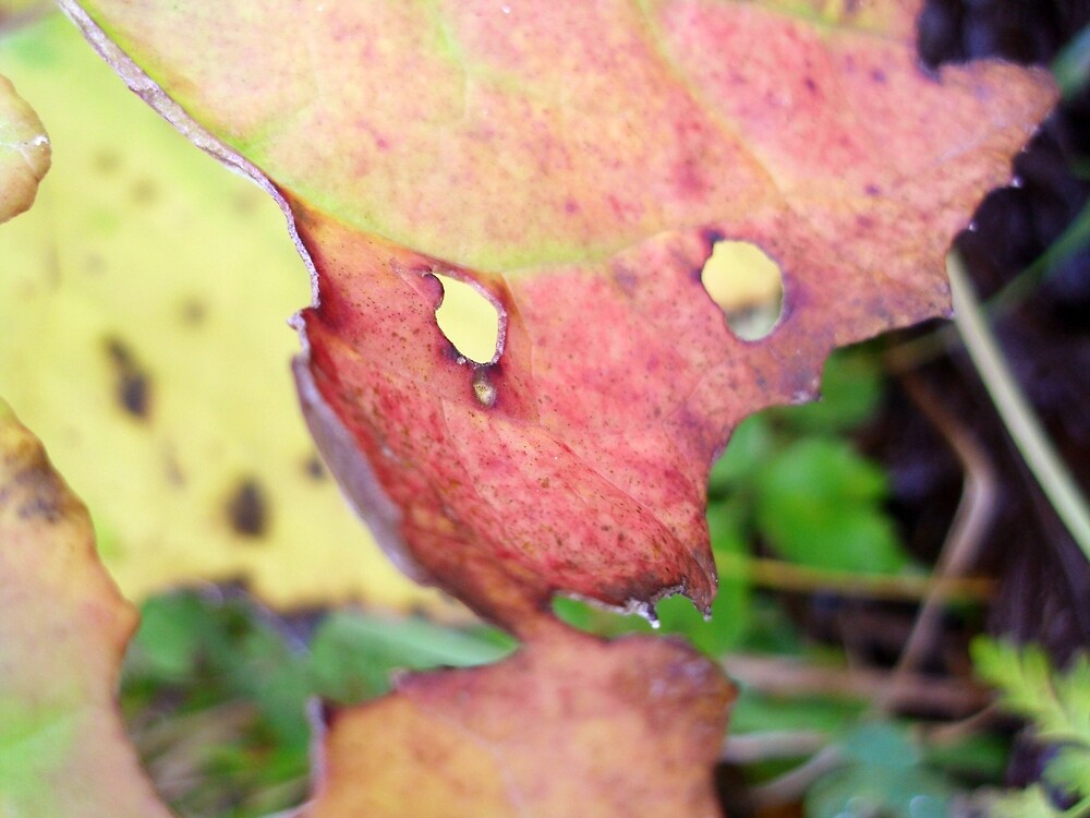 Autumn Leaf by svehex