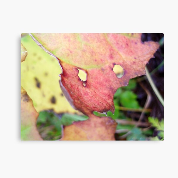 Autumn Leaf Canvas Print