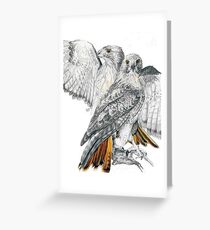 Redtailed Hawk Greeting Card