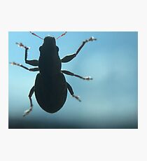 Untitled Photographic Print