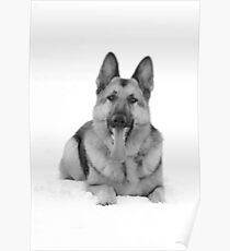 German Shepherd Poster