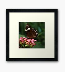 Butterfly III Framed Print