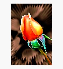 "'Tis the Last Rose of Summer." Photographic Print