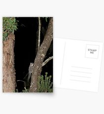 Sugar Glider Postcards