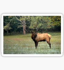 Pegatina Alce Toro de los Smokies