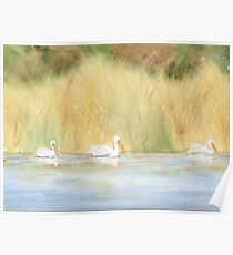 American White Pelican Poster