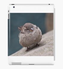 Freezing Sparrow iPad Case/Skin
