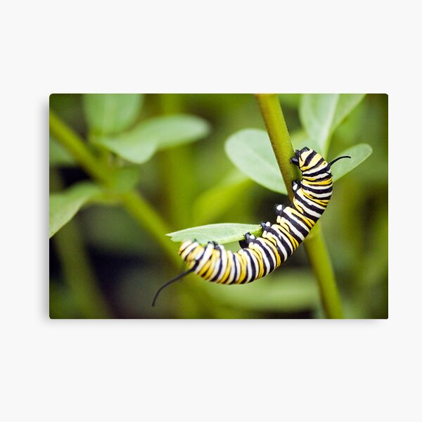 Striped Caterpillar Canvas Print