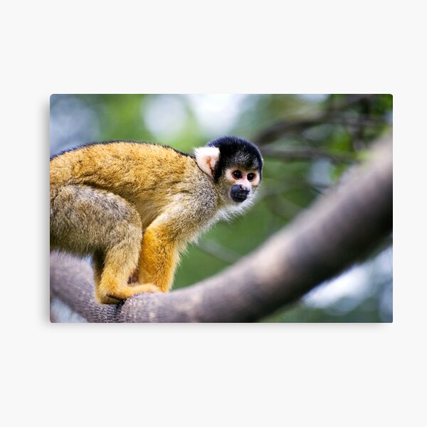 Ready to Pounce Canvas Print