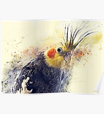 Cockatiel Poster