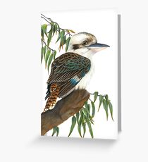 kookaburra Greeting Card