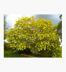 Acacia Elata Photographic Print