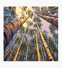 Aspen Trees Photographic Print