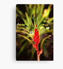 kp Canvas Print