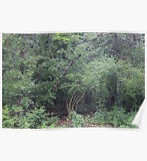 Rainy Day Trees Poster