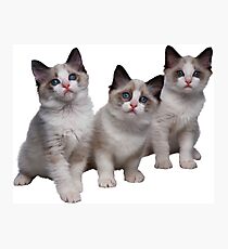 Kittens Photographic Print