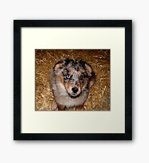 One more treat please!!! Framed Print
