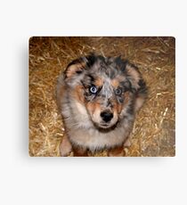 One more treat please!!! Metal Print