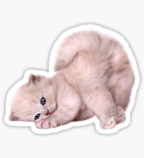 White kitten Sticker