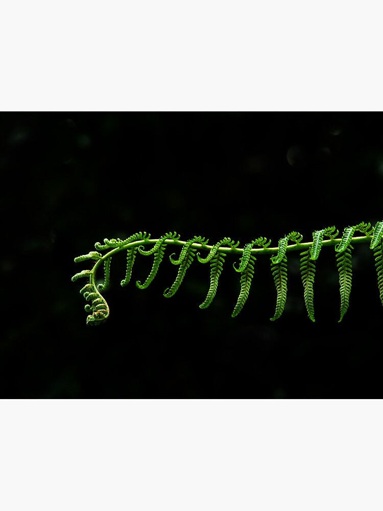 Fern Frond by theoddshot