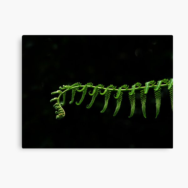 Fern Frond Canvas Print