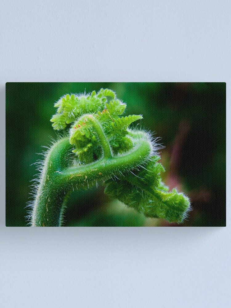 Alternate view of Fern Frond 2 Canvas Print