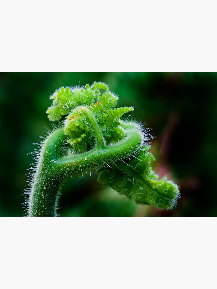 Fern Frond 2 by theoddshot