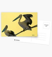 "pelicans" Postcards
