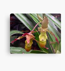 Slipper Orchid Metal Print