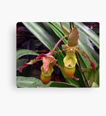 Slipper Orchid Canvas Print