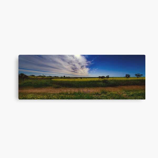 Canola Field Canvas Print
