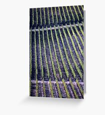 Vineyards Vineyards Greeting Card