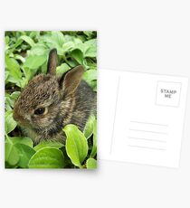 Sweet Baby Rabbit Postcards
