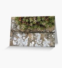 contrast Greeting Card