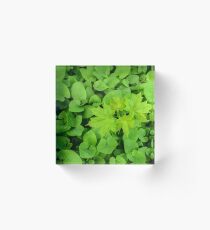 Green leaves Acrylic Block