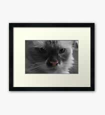 Shredder Framed Print