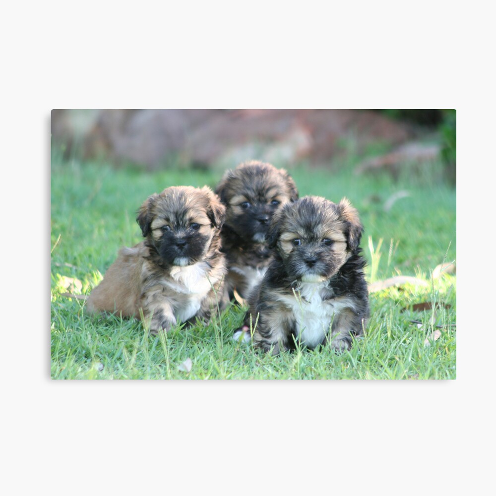 Three times cute Canvas Print
