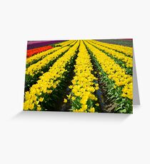 Rows of Beauty Greeting Card