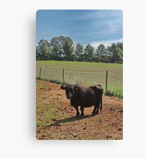Mini Moo Canvas Print