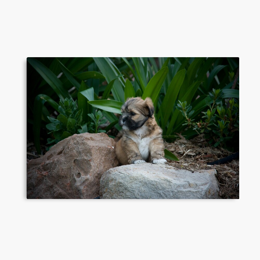 I am the King Canvas Print