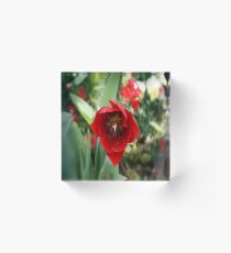 Red Tulip Mania DPG150605a Acrylic Block