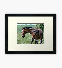 Flippant Horse Framed Print
