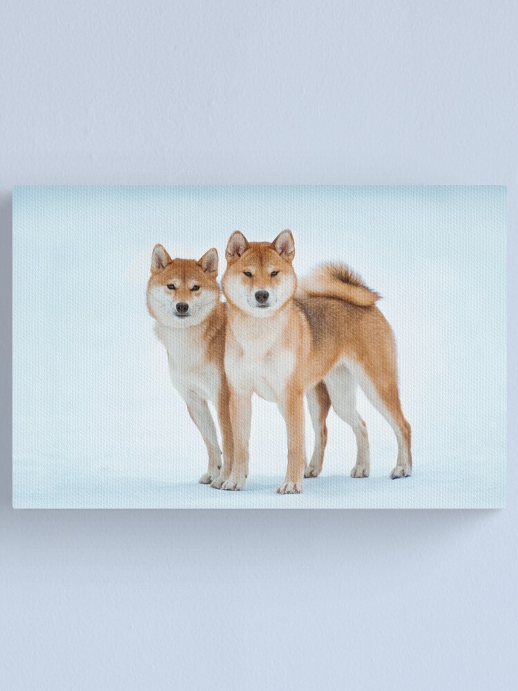 Dog Of The Shiba Inu Breed Sits On The Snow On A Beautiful