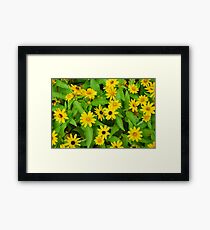 Flower Patch Framed Print