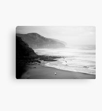 Gannets on Muriwai Beach. Metal Print