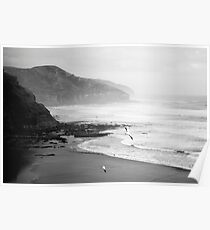 Gannets on Muriwai Beach. Poster
