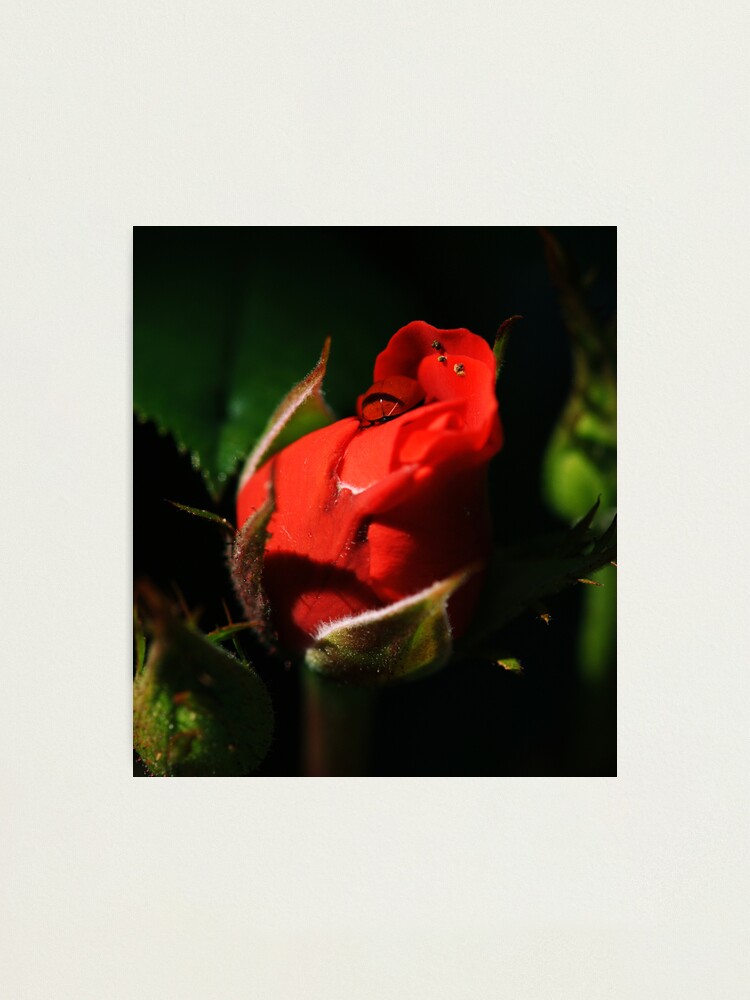 Alternate view of Budding Desire for Beauty Photographic Print