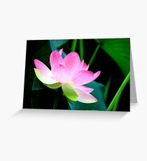 The Last Lotus Greeting Card