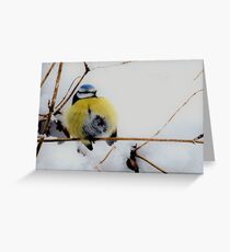 Cold winter bird Greeting Card